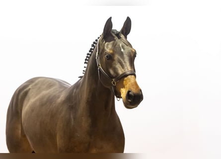 Zangersheide, Giumenta, 5 Anni, 163 cm, Baio scuro