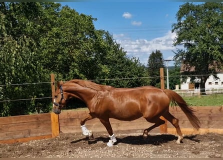 Zangersheide, Giumenta, 5 Anni, 163 cm, Sauro