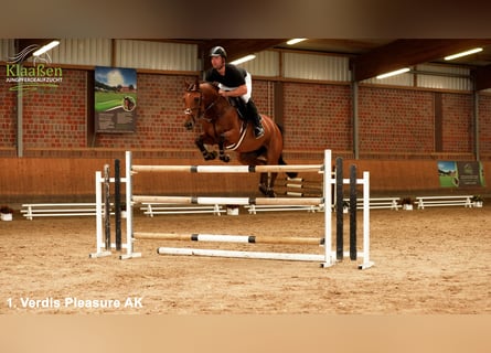 Zangersheide, Giumenta, 5 Anni, 165 cm, Baio