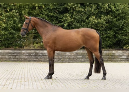 Zangersheide, Giumenta, 5 Anni, 166 cm, Baio