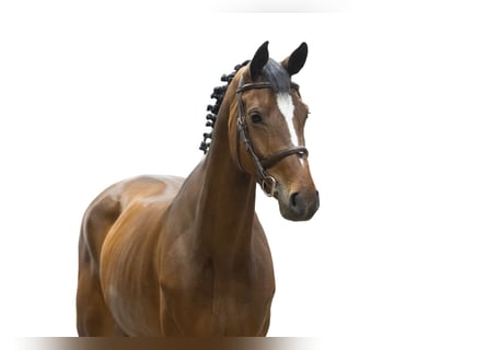 Zangersheide, Giumenta, 5 Anni, 166 cm, Baio