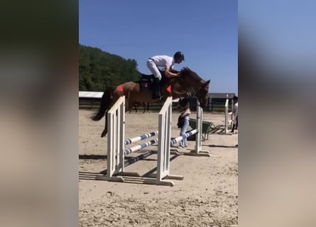 Zangersheide, Giumenta, 5 Anni, 166 cm