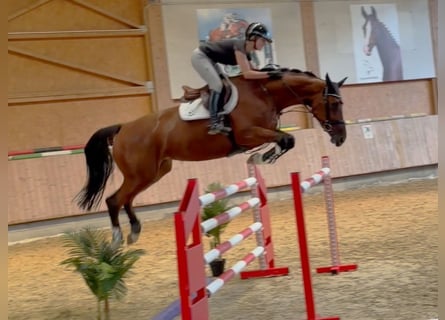 Zangersheide, Giumenta, 5 Anni, 167 cm, Baio
