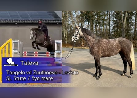 Zangersheide, Giumenta, 5 Anni, 168 cm, Grigio