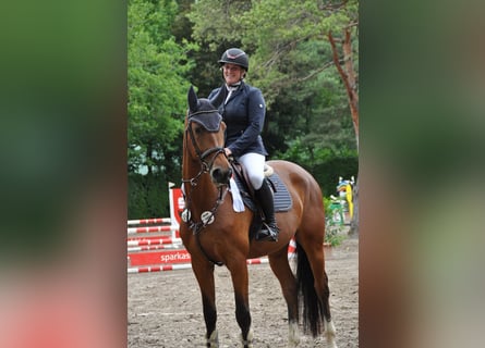 Zangersheide, Giumenta, 5 Anni, 170 cm, Baio