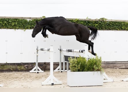 Zangersheide, Giumenta, 5 Anni, 170 cm, Morello