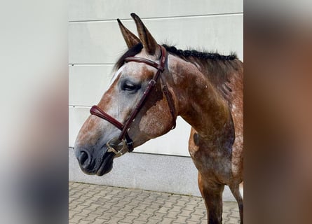 Zangersheide, Giumenta, 5 Anni, 171 cm