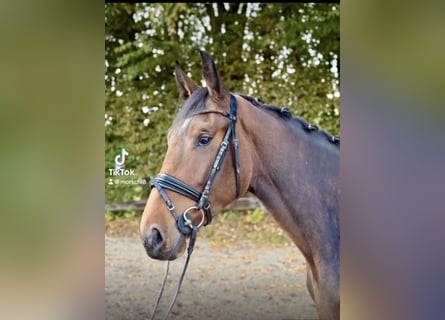 Zangersheide, Giumenta, 5 Anni, 172 cm, Baio scuro