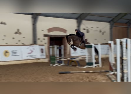 Zangersheide, Giumenta, 5 Anni, 173 cm, Baio ciliegia