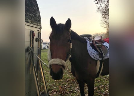 Zangersheide, Giumenta, 6 Anni, 162 cm, Baio