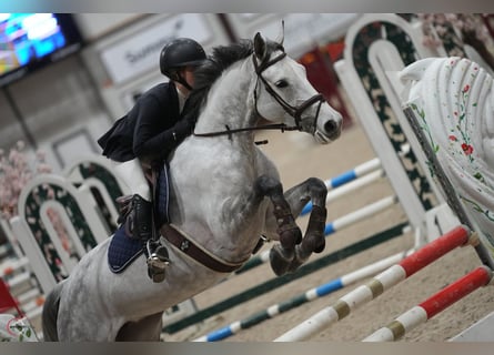 Zangersheide, Giumenta, 6 Anni, 164 cm, Grigio