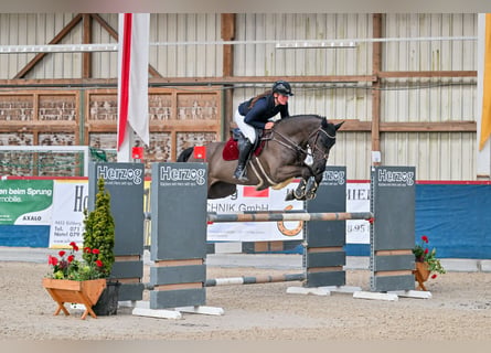 Zangersheide, Giumenta, 6 Anni, 166 cm, Morello
