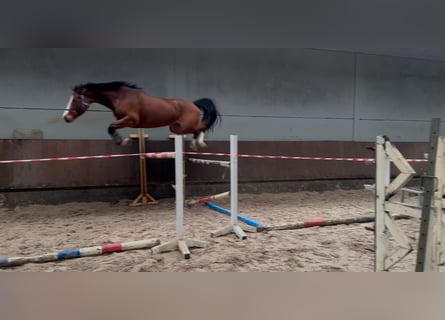 Zangersheide, Giumenta, 6 Anni, 168 cm, Baio scuro