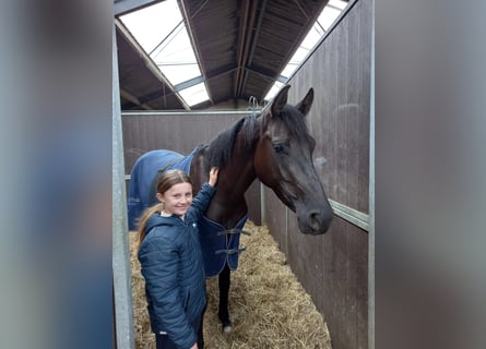 Zangersheide, Giumenta, 6 Anni, 169 cm, Baio