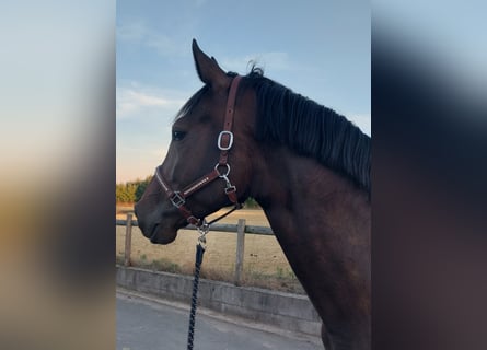 Zangersheide, Giumenta, 6 Anni, 170 cm, Baio