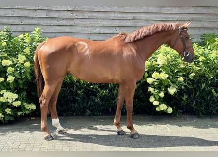 Zangersheide, Giumenta, 6 Anni, 171 cm, Sauro scuro