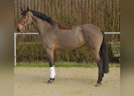 Zangersheide, Giumenta, 7 Anni, 162 cm, Baio