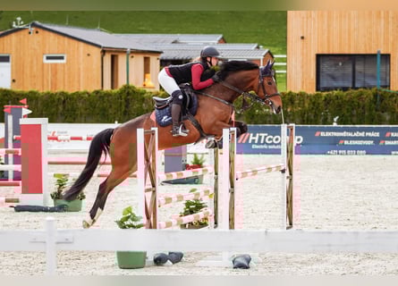 Zangersheide, Giumenta, 7 Anni, 165 cm, Baio