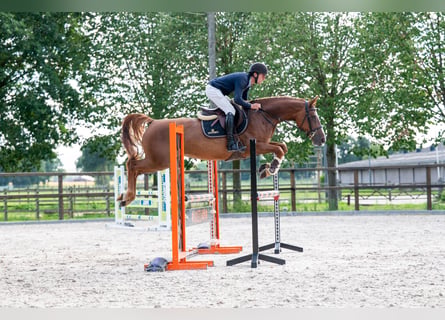 Zangersheide, Giumenta, 7 Anni, 165 cm, Sauro