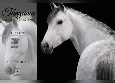 Zangersheide, Giumenta, 7 Anni, 168 cm, Grigio ferro