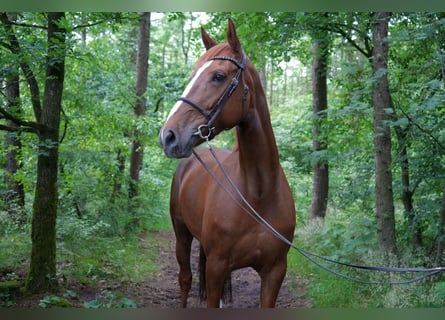 Zangersheide, Giumenta, 7 Anni, 169 cm, Sauro