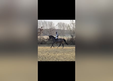 Zangersheide, Giumenta, 7 Anni, 170 cm, Baio