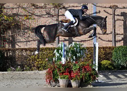 Zangersheide, Giumenta, 7 Anni, 177 cm, Baio scuro