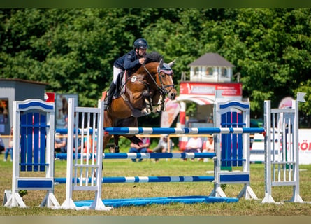 Zangersheide, Giumenta, 8 Anni, 164 cm, Baio