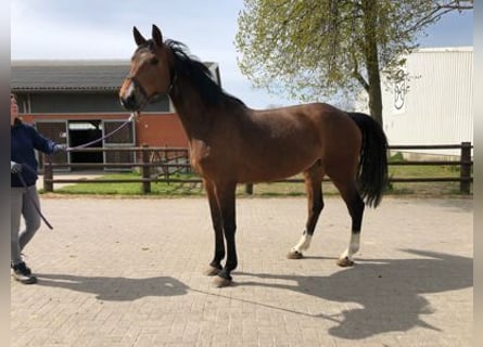 Zangersheide, Giumenta, 8 Anni, 170 cm, Baio