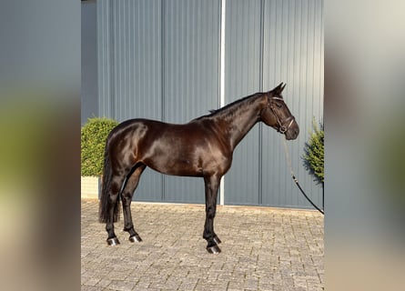 Zangersheide, Giumenta, 8 Anni, 173 cm, Morello