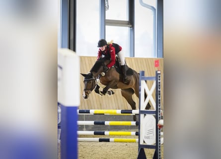 Zangersheide, Giumenta, 9 Anni, 162 cm, Baio
