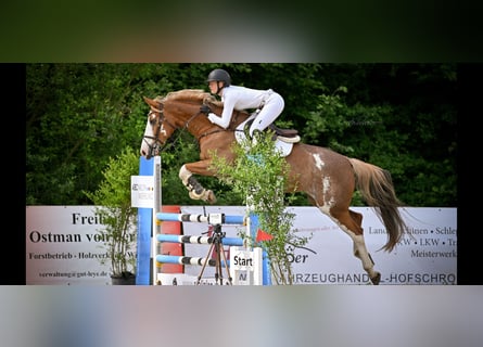 Zangersheide, Giumenta, 9 Anni, 166 cm, Sauro