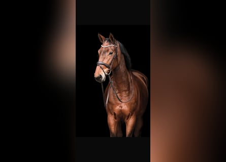 Zangersheide, Giumenta, 9 Anni, 167 cm, Baio