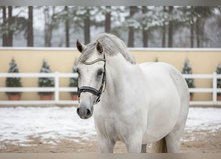 Zangersheide, Giumenta, 9 Anni, 168 cm, Grigio