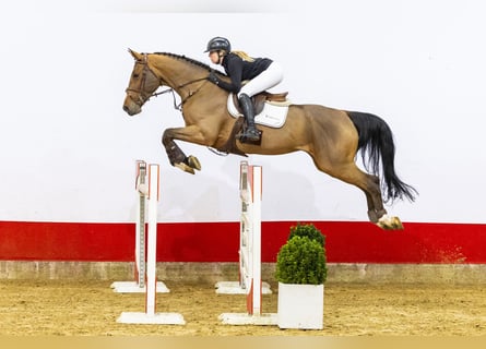 Zangersheide, Giumenta, 9 Anni, 172 cm, Baio