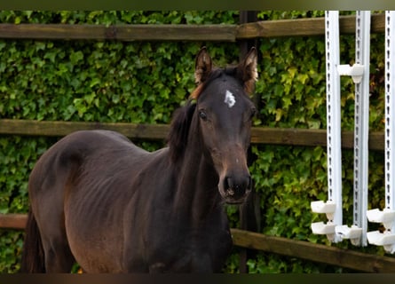 Zangersheide, Hengst, 1 Jaar, 142 cm, Donkerbruin