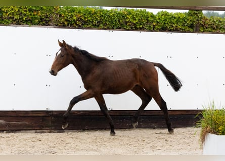 Zangersheide, Hengst, 1 Jaar, 145 cm, Bruin