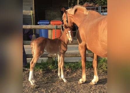 Zangersheide, Hengst, 1 Jaar, 166 cm, Donkere-vos