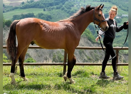Zangersheide, Hengst, 1 Jaar, 170 cm, Bruin