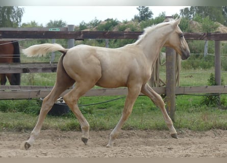 Zangersheide, Hengst, 1 Jaar, 170 cm, Palomino