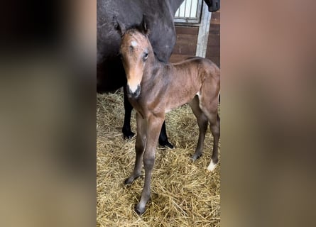 Zangersheide, Hengst, 1 Jaar, 173 cm, Bruin