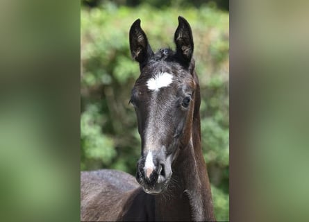 Zangersheide Mix, Hengst, 1 Jaar, 180 cm, Donkerbruin