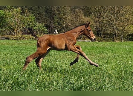 Zangersheide, Hengst, 1 Jaar, Bruin