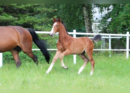 Zangersheide, Hengst, 1 Jaar, Bruin