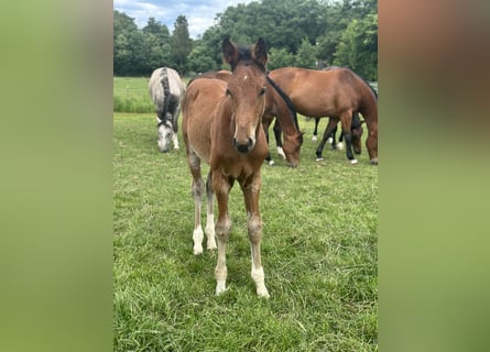 Zangersheide, Hengst, 1 Jaar, Bruin