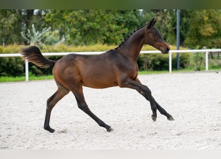 Zangersheide, Hengst, 1 Jaar, Roodbruin