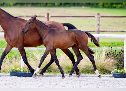 Zangersheide, Hengst, 1 Jaar, Roodbruin