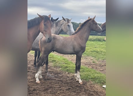 Zangersheide, Hengst, 1 Jaar, Schimmel