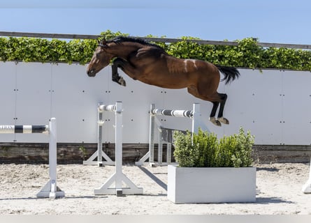 Zangersheide, Hengst, 2 Jaar, 153 cm, Bruin