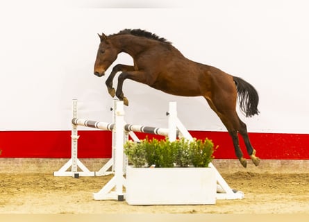 Zangersheide, Hengst, 2 Jaar, 154 cm, Bruin